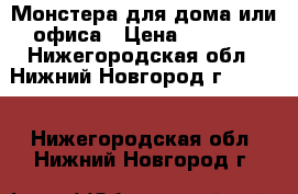 Монстера для дома или офиса › Цена ­ 1 000 - Нижегородская обл., Нижний Новгород г.  »    . Нижегородская обл.,Нижний Новгород г.